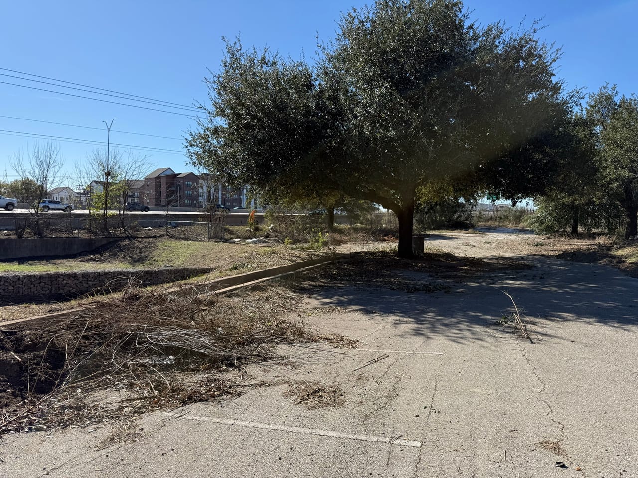 Cleared parking lot island with a single tree and raked bare soil in Central Texas