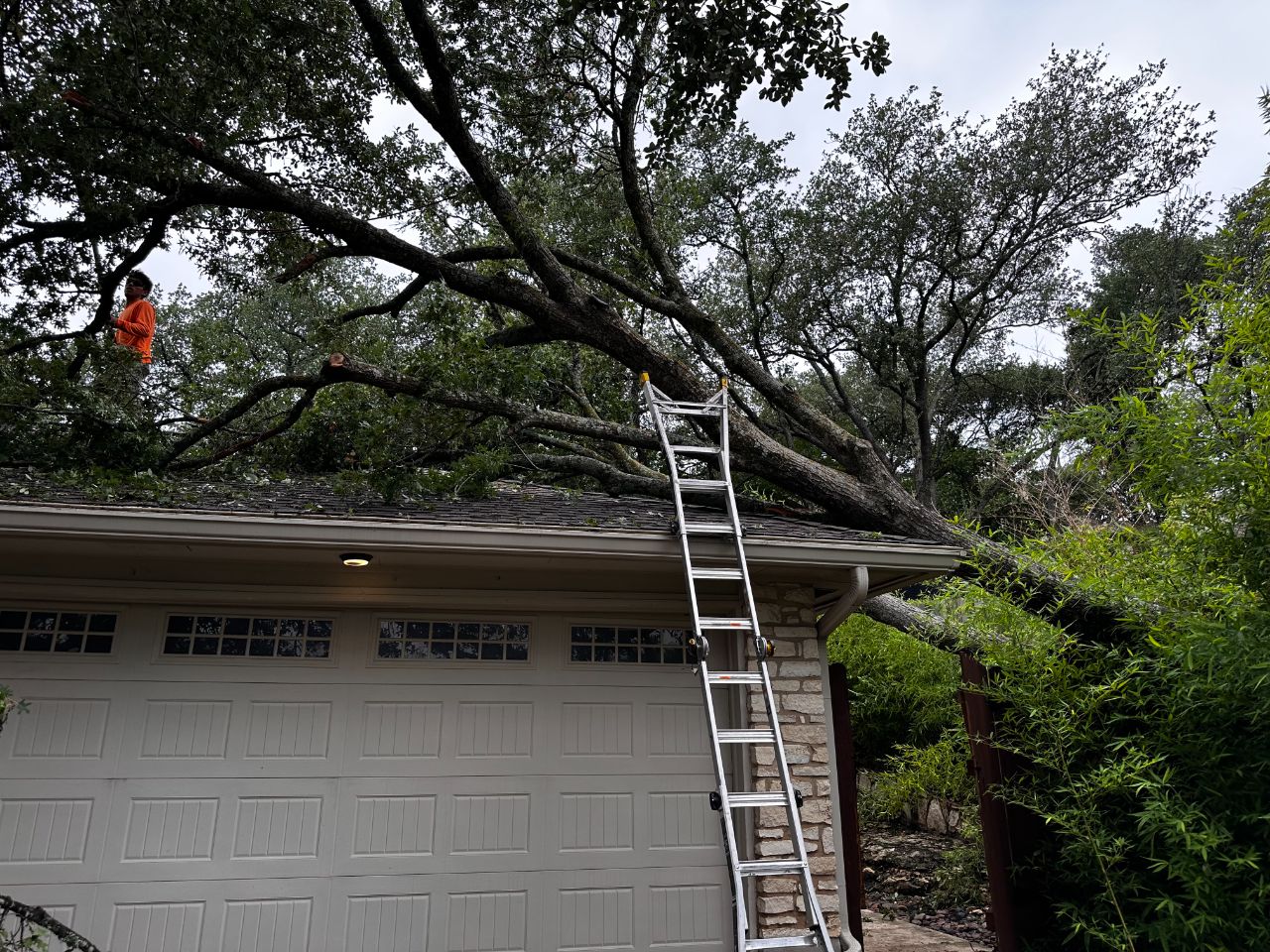 A crew member on a ladder doing oak tree work in Austin