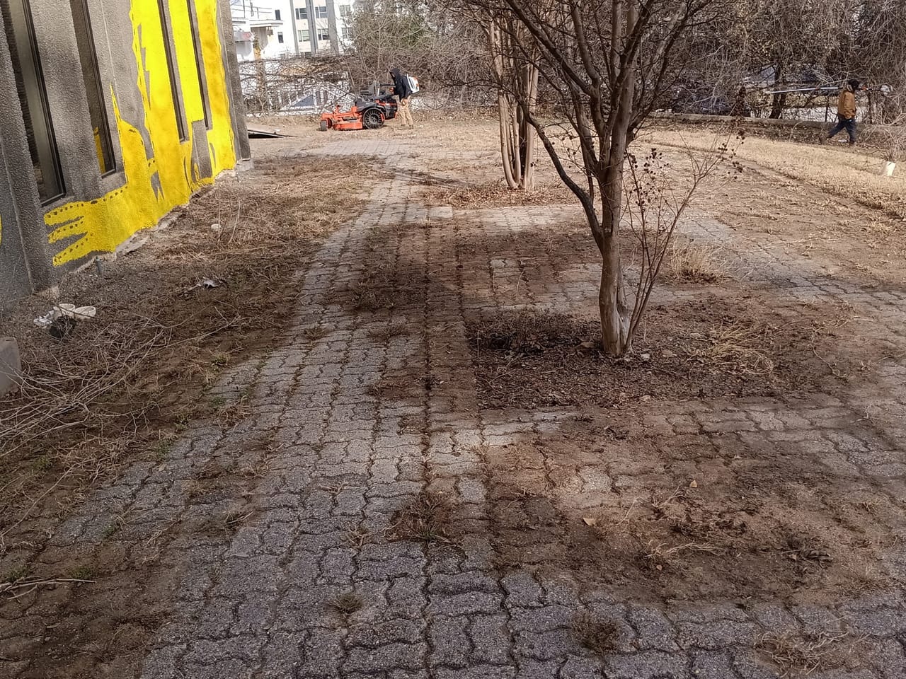 Cleared dirt lot with bare tree and cracked pavers near mural wall in Kyle, TX