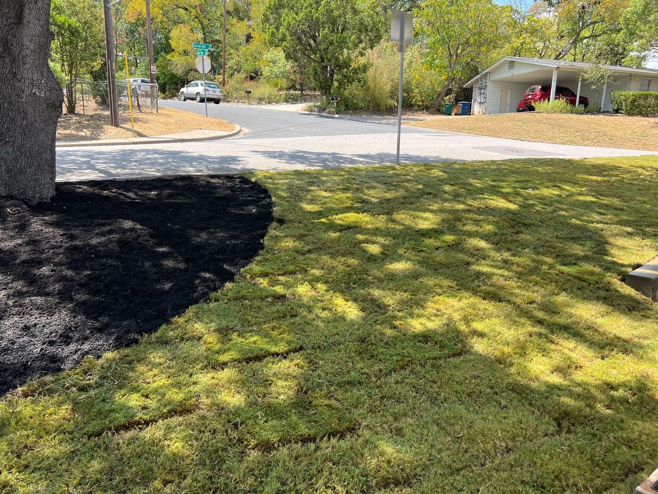 Black mulch bed circling an oak in a lawn near street in Manor, TX