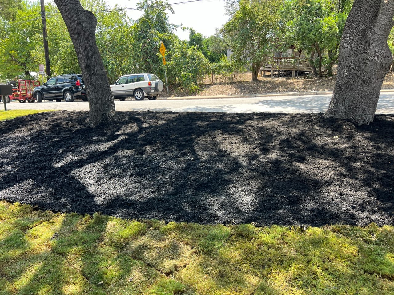Wide black mulch bed around two oaks in a fresh lawn in Cedar Park, TX