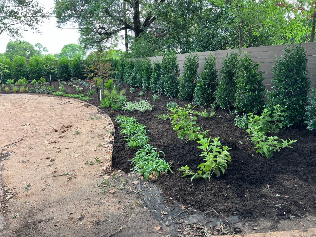 Curved mulch bed with new shrubs and a hedge row behind in Kyle, TX