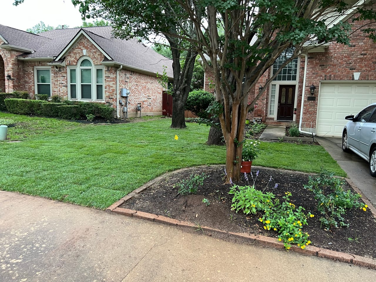 Fresh flower bed with yellow blooms under crepe myrtles, lush lawn by Corral Bros in Central Texas