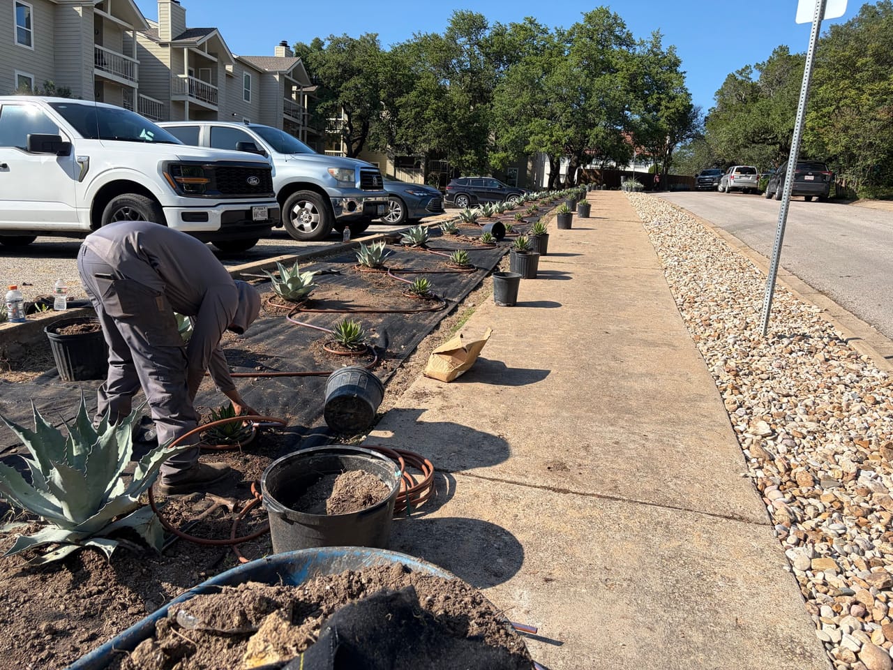 Worker kneeling to set agave plants along an apartment sidewalk bed by Corral Bros in Central Texas