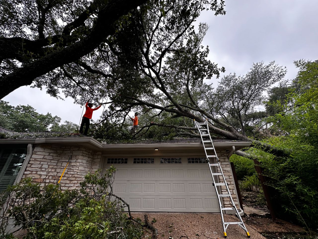 Corral Bros crew performing professional tree trimming on a live oak in Austin, TX