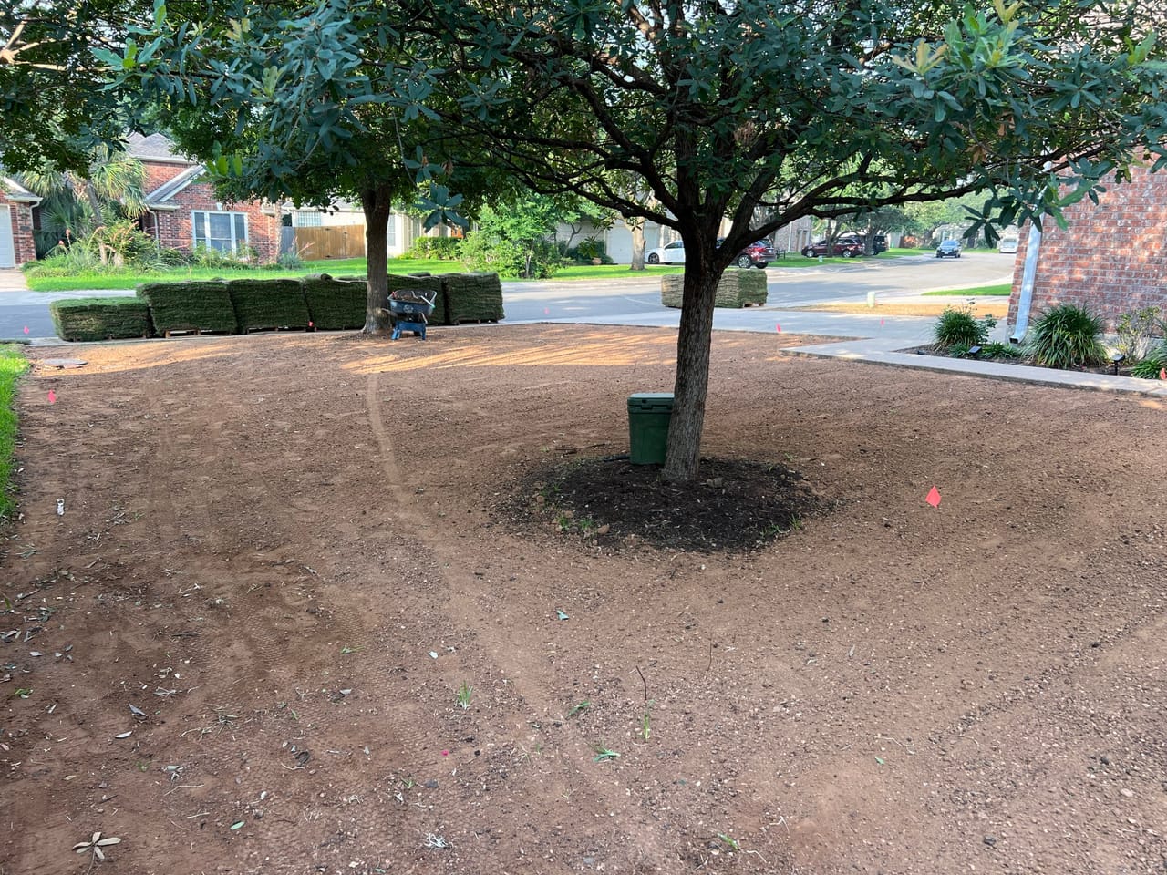 Bare prepared soil around a live oak with sod pallets waiting by Corral Bros in Central Texas