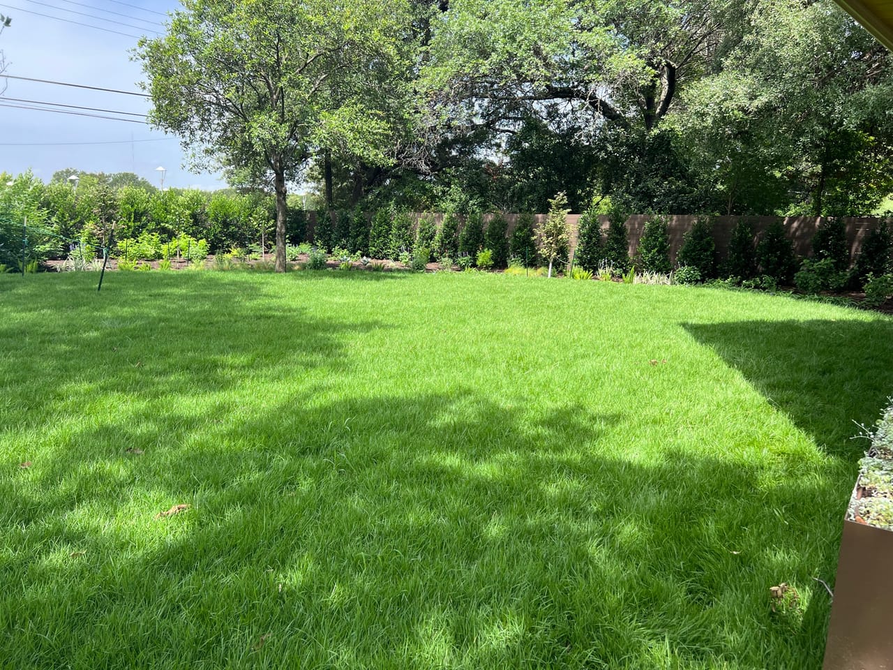 Deep green lawn bordered by newly planted evergreen screen in Buda, TX