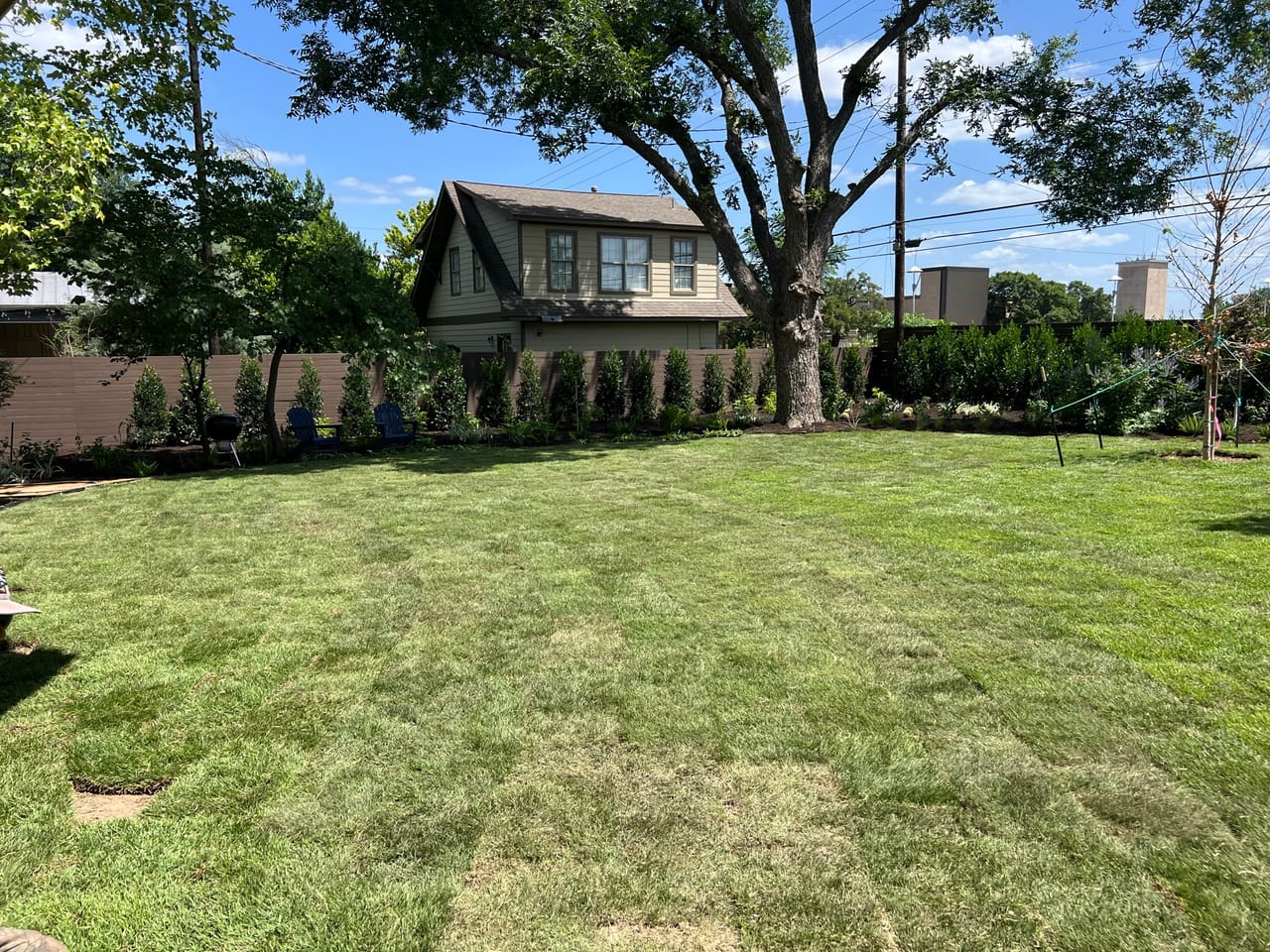 Established green sod lawn with shade trees and hedge screen behind in Bastrop, TX