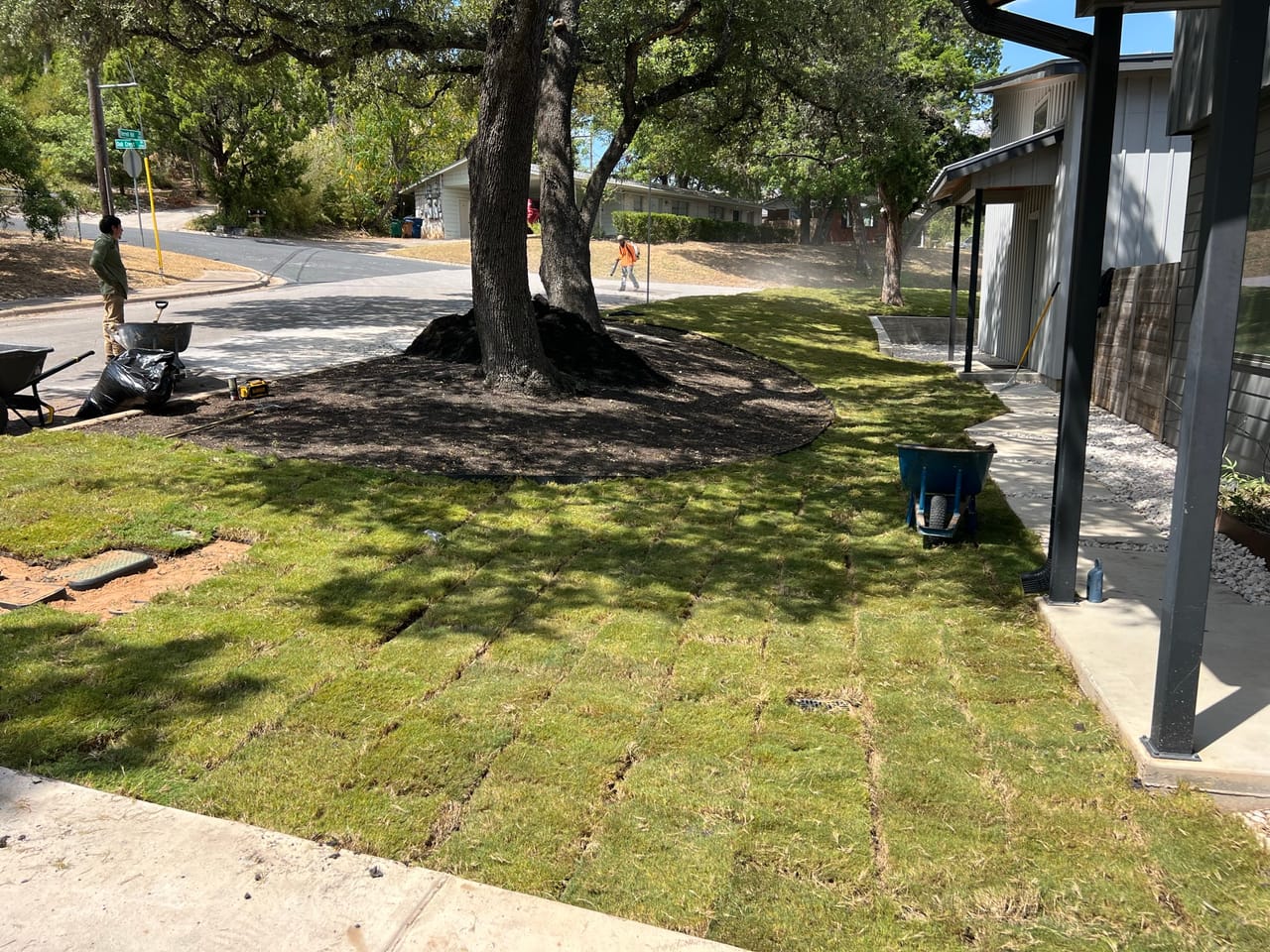 Fresh sod with visible seams under oak trees between modern homes by Corral Bros in Central Texas