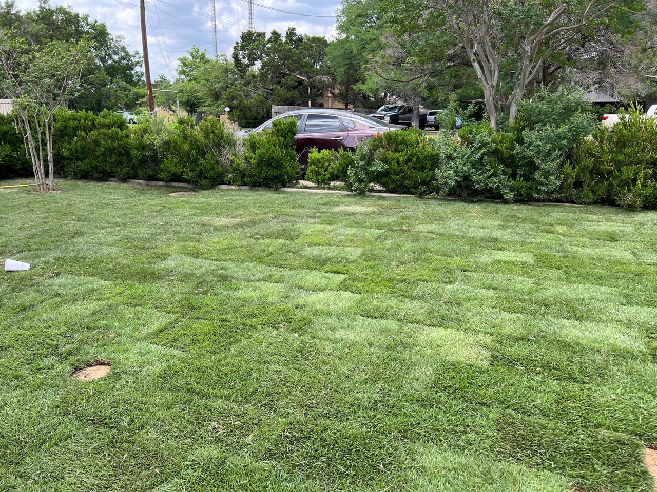 Freshly laid checkerboard sod lawn framed by trimmed hedges in Maxwell, TX