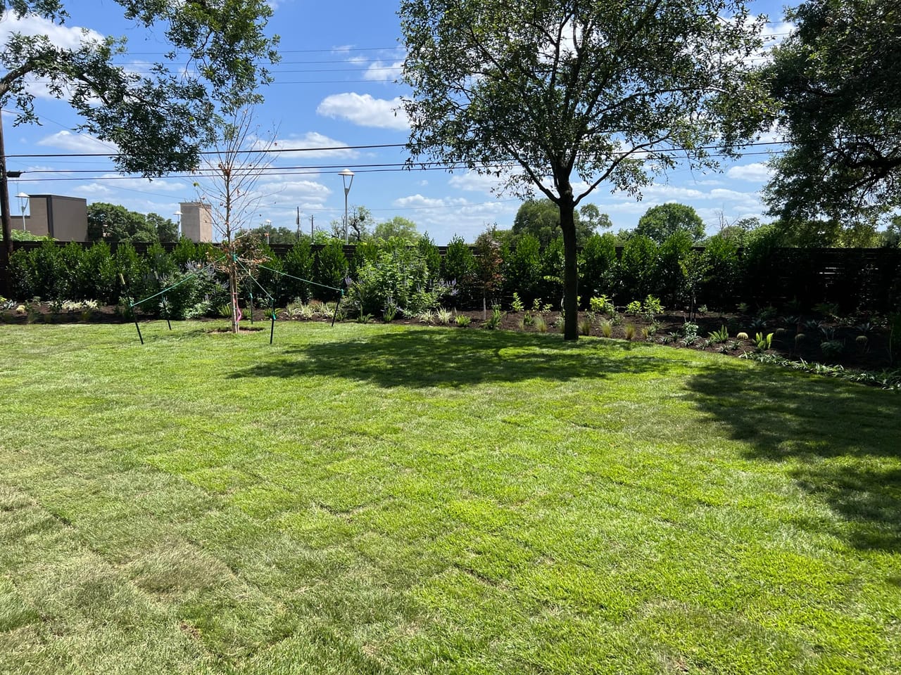 Full green sod backyard with young trees under a blue sky in Round Rock, TX