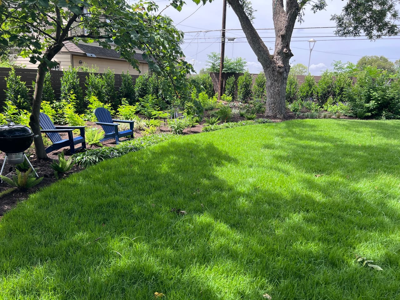 Green backyard lawn with new hedge row and blue chairs in Pflugerville, TX