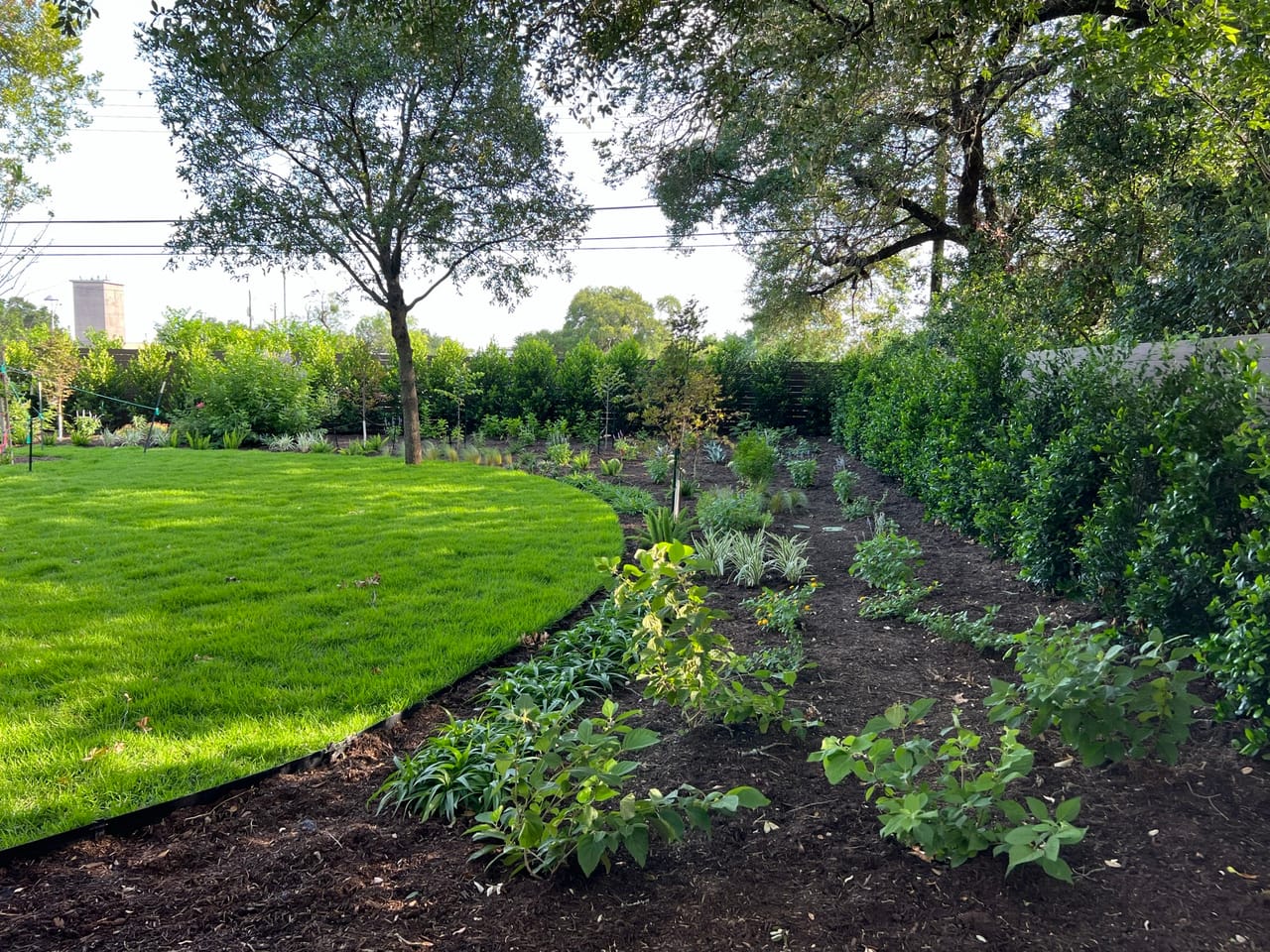 Lush green sod lawn with a curved mulch bed and new plantings in Kyle, TX