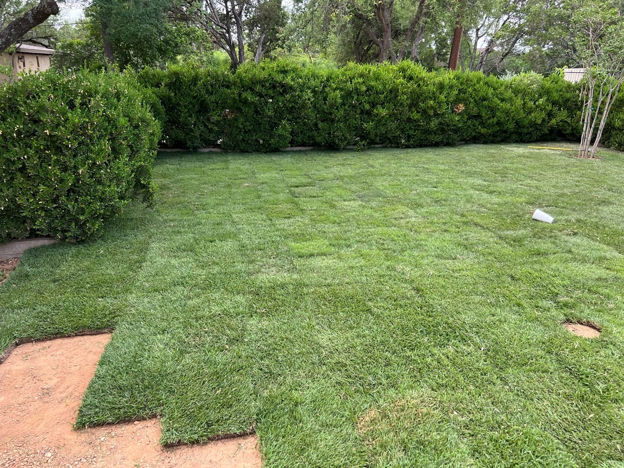 New sod lawn meeting a mulched hedge border in bright light by Corral Bros in Central Texas