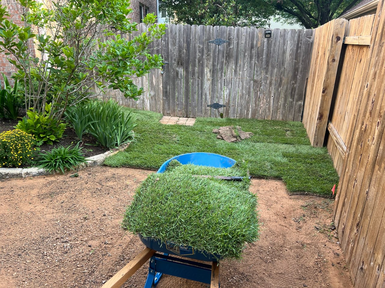 Wheelbarrow full of sod rolls beside a bare backyard patch by Corral Bros in Central Texas