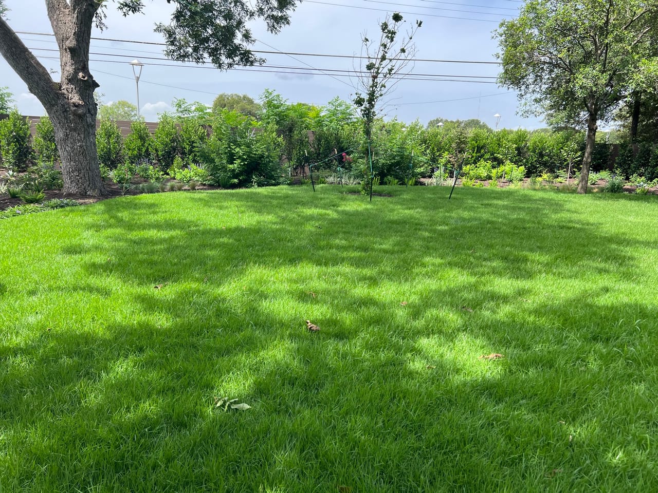 Wide green lawn with young hedge screening along the back in Universal City, TX