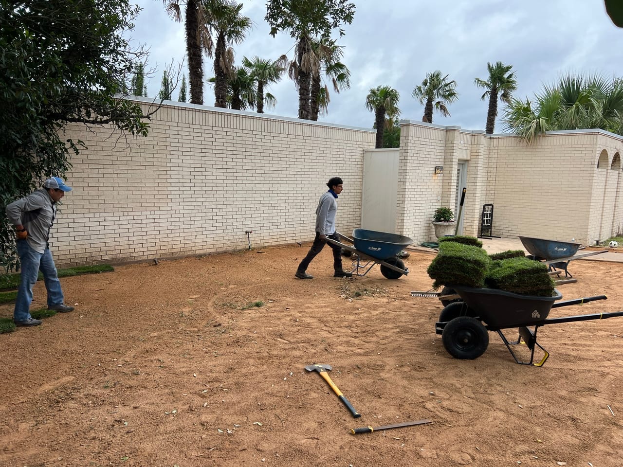 Worker hauling wheelbarrows of sod rolls across bare dirt courtyard by Corral Bros in Central Texas