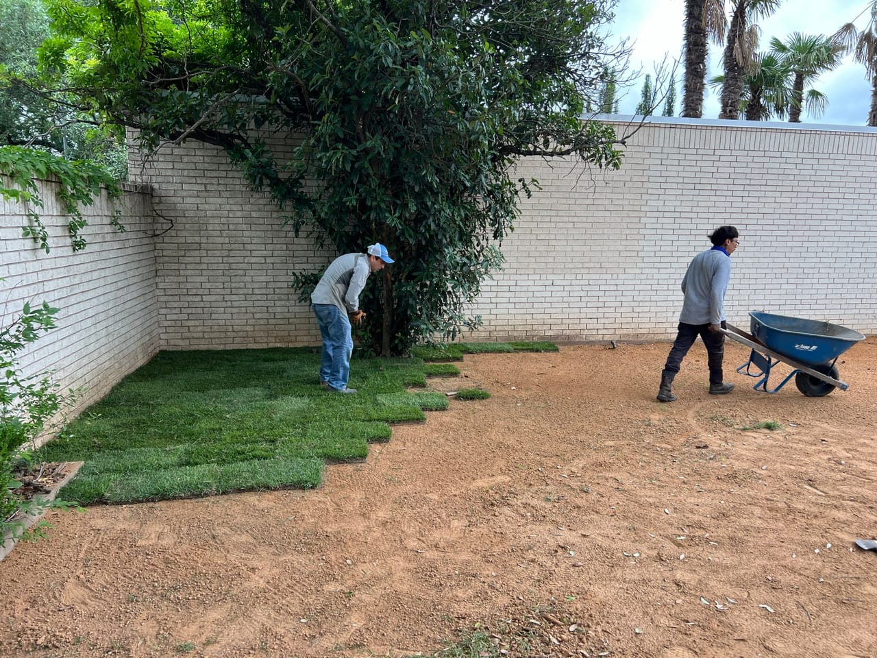 Workers rolling out sod strips along a shaded white wall by Corral Bros in Central Texas