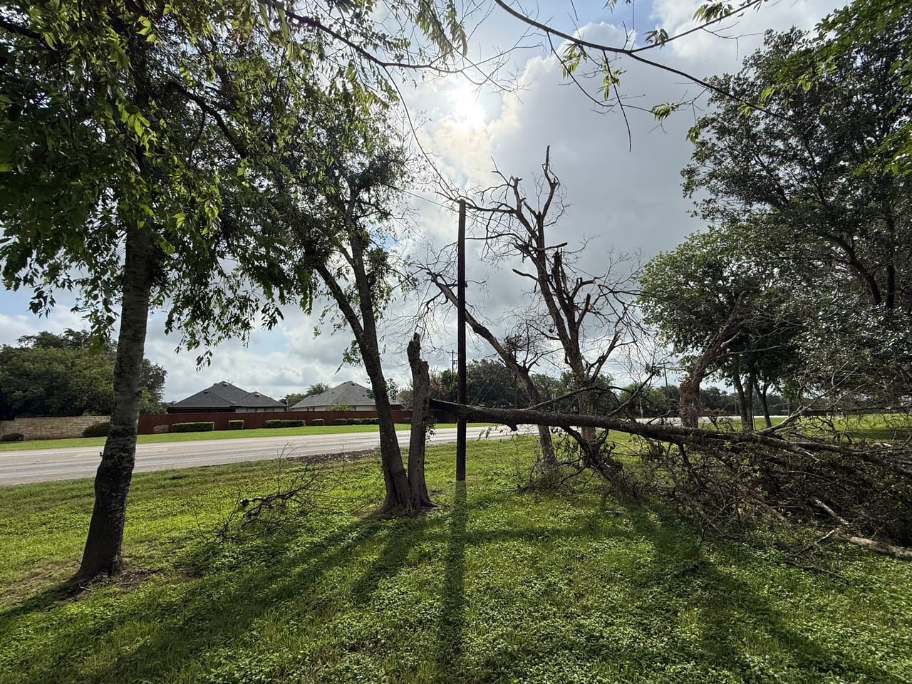 Downed tree lying across a roadside yard with damaged trees behind in Georgetown, TX