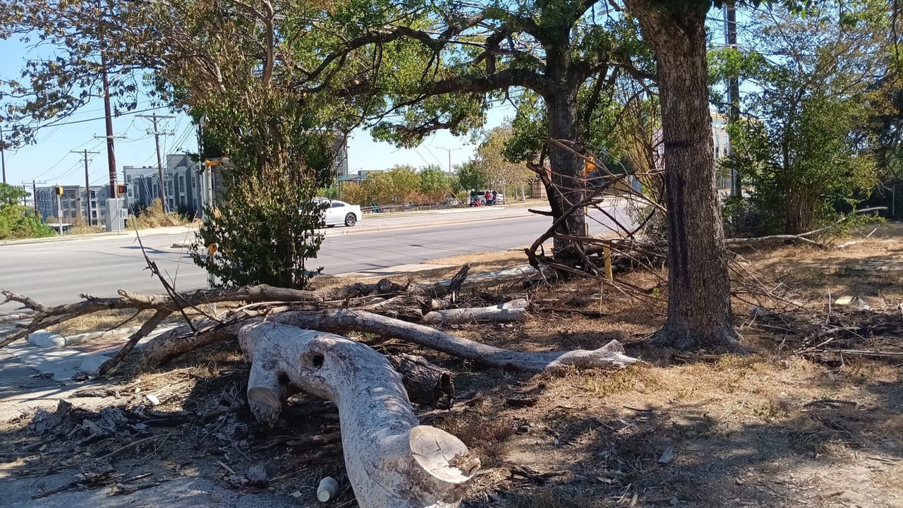 Large oak with fallen limbs and burn scars along a city street in Kyle, TX