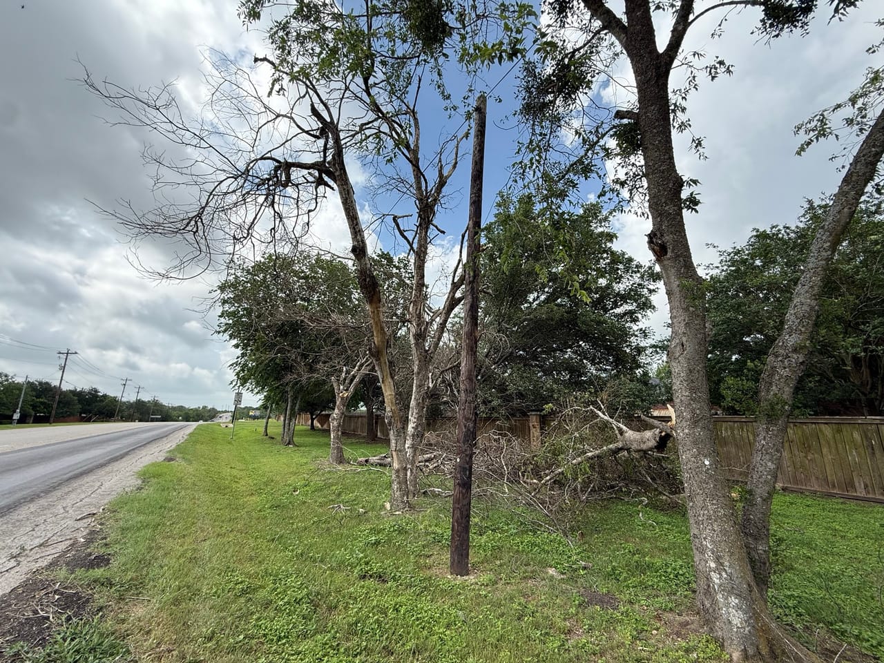 Row of storm damaged trees with broken limbs along a road shoulder in Buda, TX