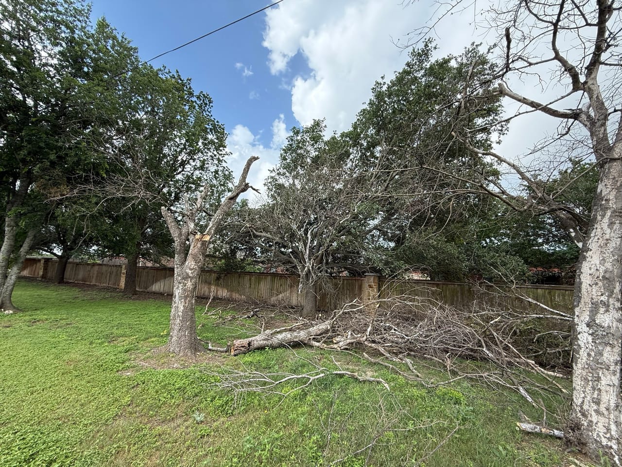 Stripped and broken trees with fallen branches scattered on a lawn in Manor, TX