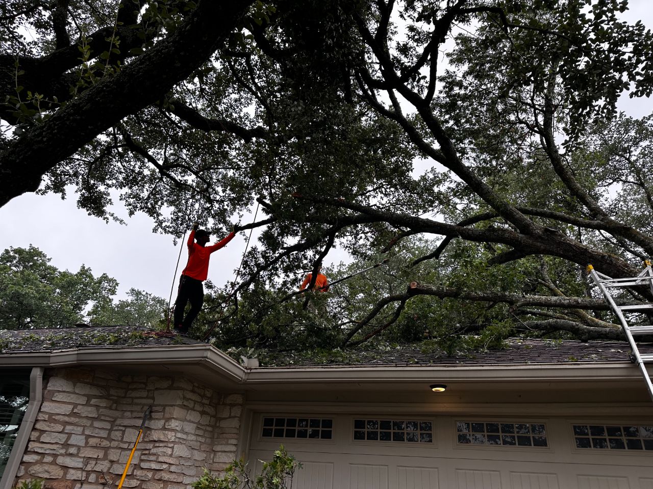 How to Tell Whether a Tree Needs Removal or Just a Closer Look