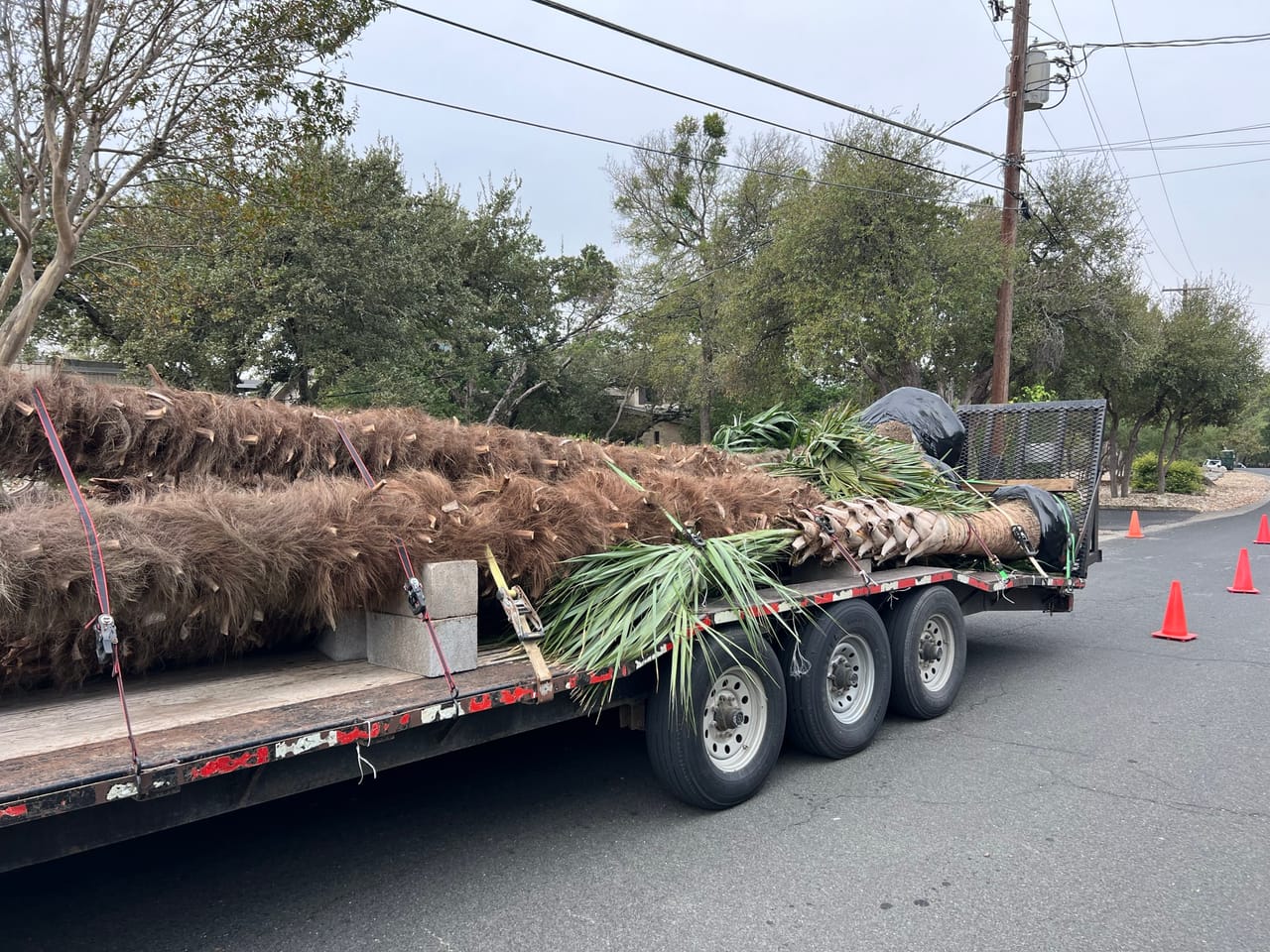 Long palm trees strapped on a flatbed trailer parked on the street in Bastrop, TX