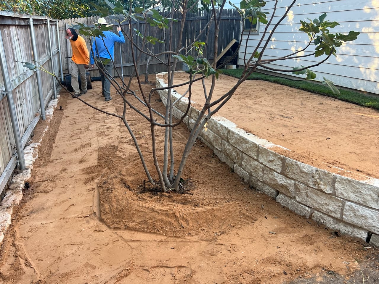 Worker setting a multi trunk tree in a bed above a stone wall in Austin, TX