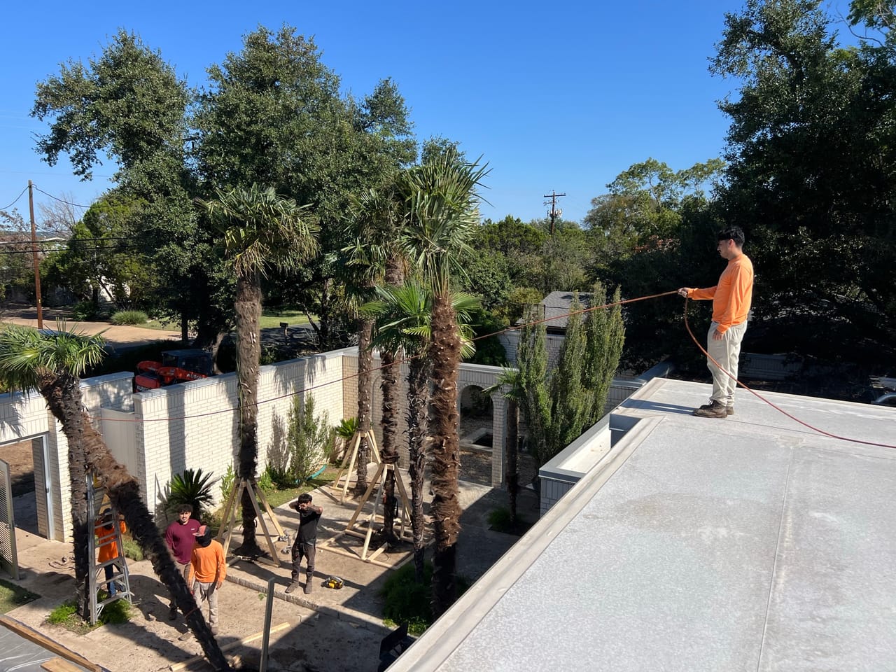 Worker watering newly installed palms along a white wall courtyard in Leander, TX