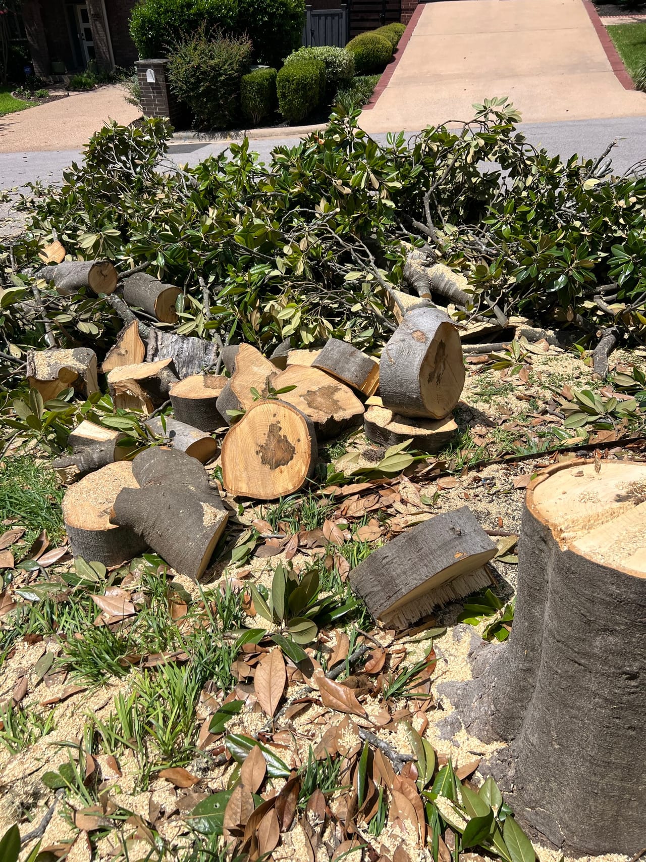 Close view of freshly cut log rounds piled among magnolia leaves in Bastrop, TX