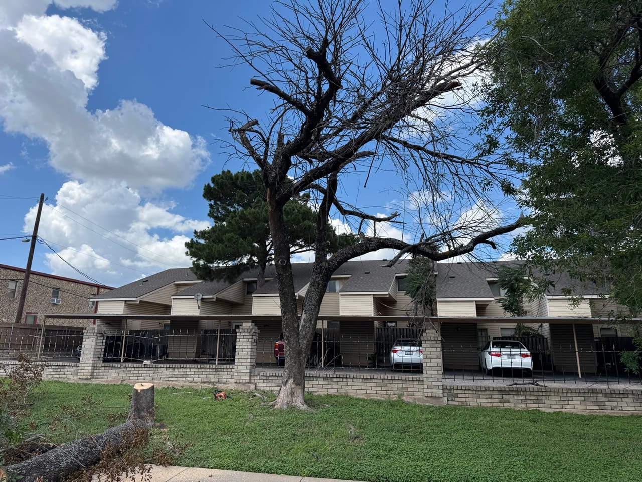 Dead bare tree standing on the lawn in front of apartments in Austin, TX