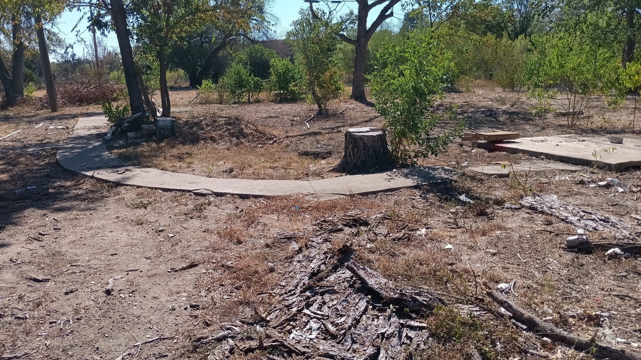 Freshly cut tree stump surrounded by sawdust on a cleared lot in Cibolo, TX