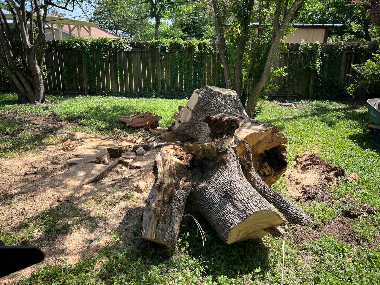 Large cut trunk sections lying on a backyard lawn in Manor, TX