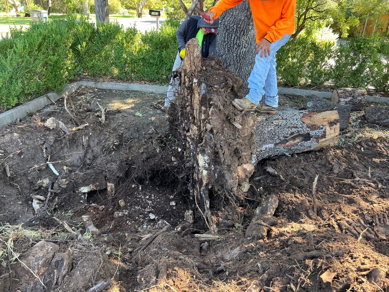 Worker in orange vest wrestling a cut palm trunk out of torn-up bed in San Marcos, TX