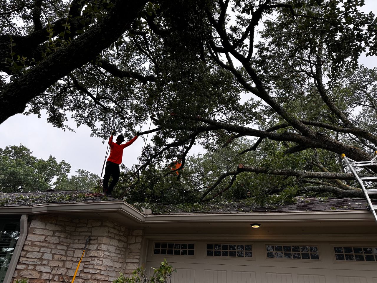 Corral Bros crew trimming a large oak in Central Texas