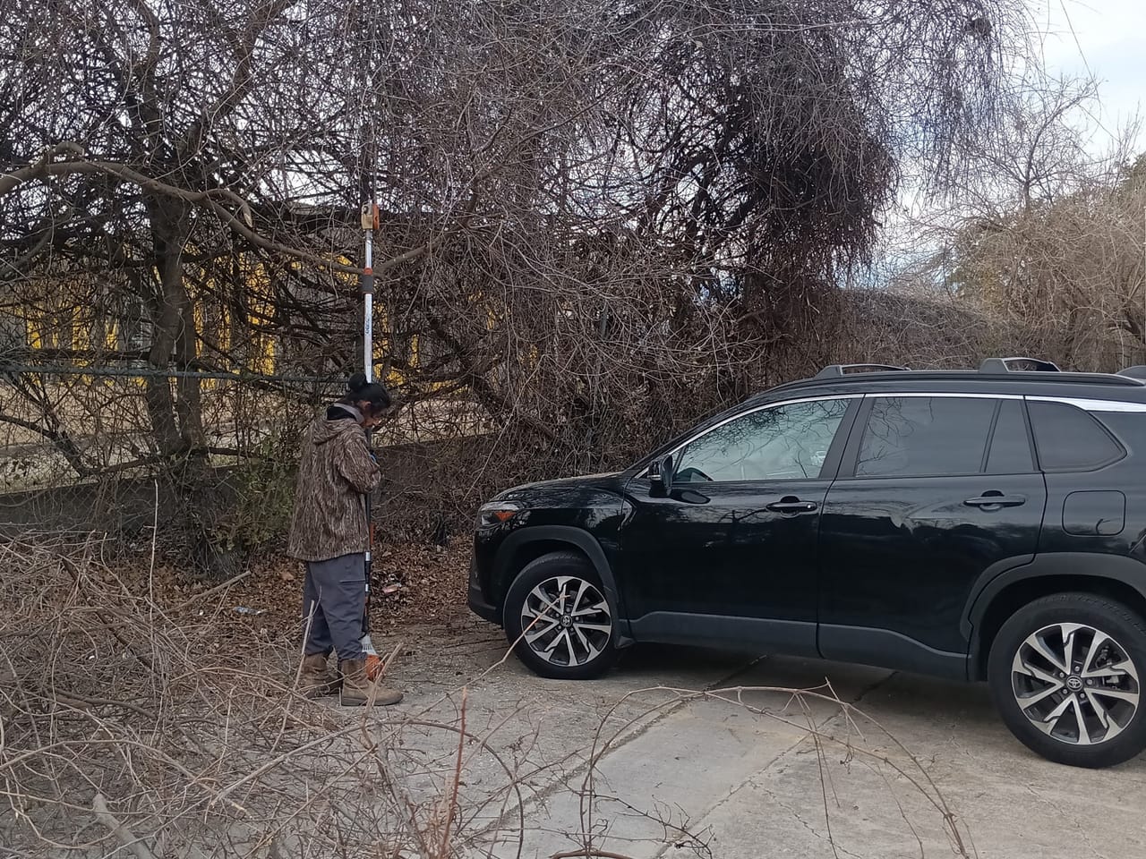 Worker with a pole saw trimming an overgrown tree above a parked SUV in Leander, TX