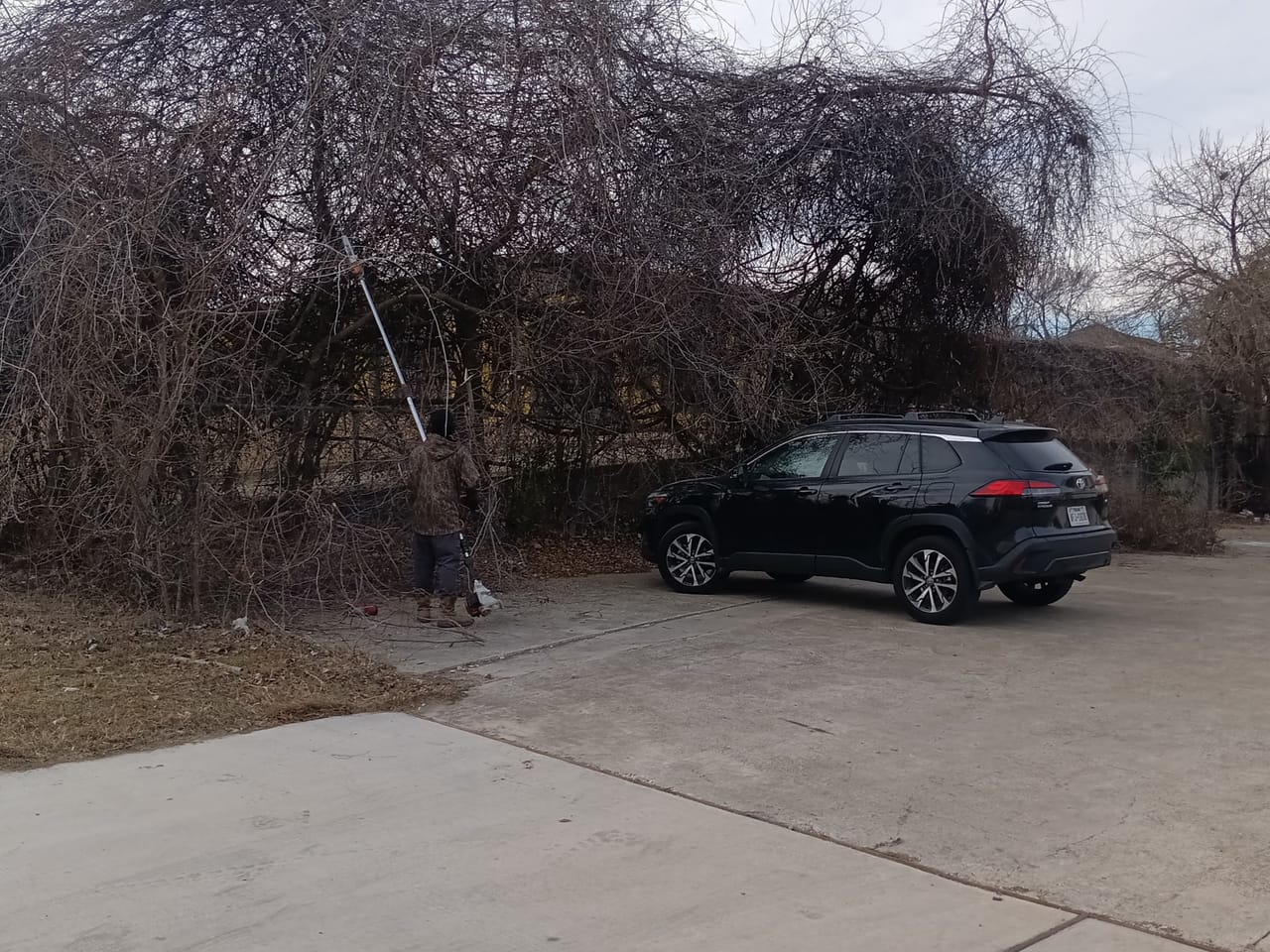 Worker under a heavily overgrown tree next to an SUV on a driveway in Taylor, TX